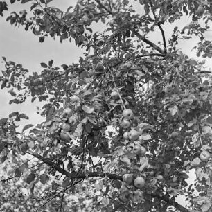Apfelbaum