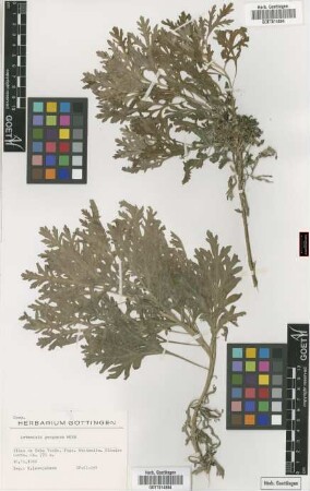 Artemisia gorgonum Webb