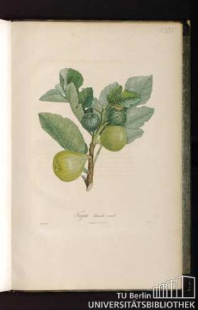 Pl. XXV. Figue blanche ronde.