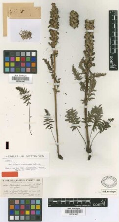 Pedicularis condensata M.Bieb. var. Boiss. glabrescens[isotype]