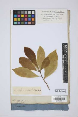 Sideroxylon spinosum