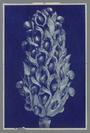 Magnolie, Sammelfrucht (Magnolia virginiana)