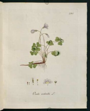Oxalis acetosella L.