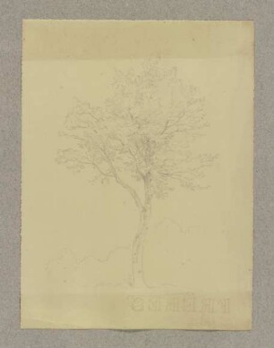 Baum