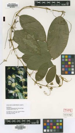 Passiflora jatunsachensis Schwedtf. [isotype]