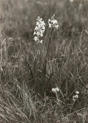 Mücken-Händelwurz (Gymnadenia conopsea). Oelsener Wiesen / Osterzgebirge