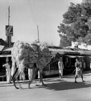 Kamel mit Ladung (Rohwolle) und Treiber : Varanasi (Indien). Kamel mit Ladung (Rohwolle) und Treiber