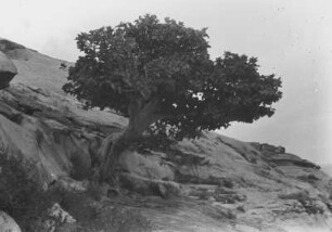 Baum am Hang : Felsige Landschaft mit einem Baum