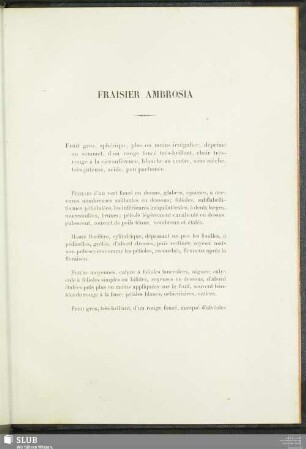 Fraisier Ambrosia