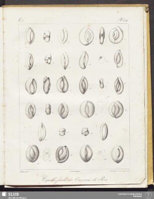 Pl. 104.