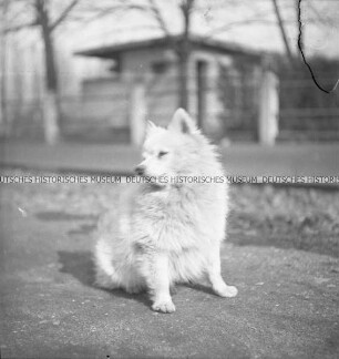 Ein Spitz vor einem Haus