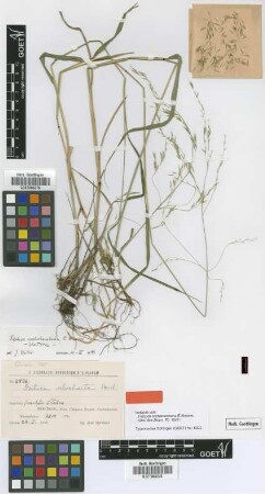 Festuca cochabambana E.B.Alexeev. [isotype]