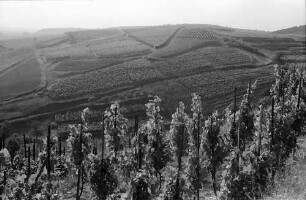 Oberrotweil: Weinberge