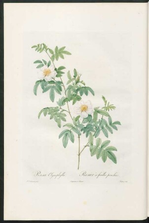 Rosa Clynophylla. Rosier à feuilles pencheés. Chapuy sculp.