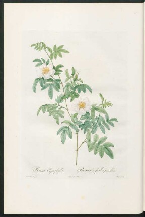 Rosa Clynophylla. Rosier à feuilles pencheés. Chapuy sculp.
