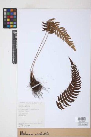 Blechnum occidentale L.