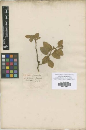 Solanum