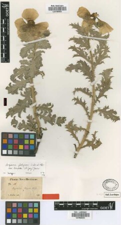 Argemone hispida A.Gray [isotype]
