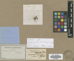 Hormidium leochilus (Rchb.f.) Cogn.