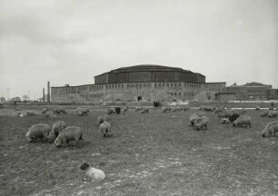 Dortmund, Westfalenhalle : Dortmund. Westfalenhalle. Ansicht von Westen mit weidenden Schafen