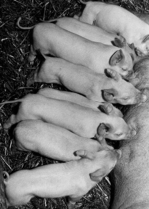 Bauernhof bei Hohenraden. Schweinezucht. Sie haben immer Hunger. Ferkel werden gesäugt.