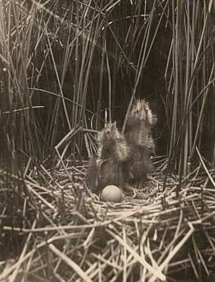 Rohrdommel : Rohrdommel (Botaurus stellaris L.). Junge im Nest