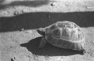 Schildkröte : Nahaufnahme einer Schildkröte