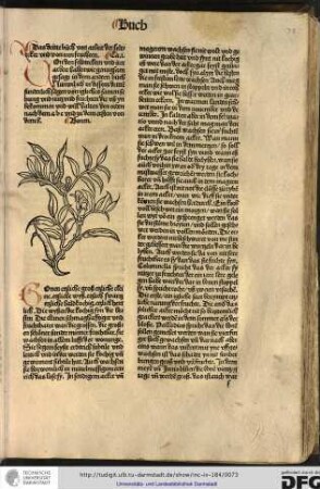 Capitel i. Bonen.