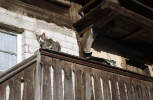 Wittental: Alter Schwarzwaldhof; Katze am Balkon
