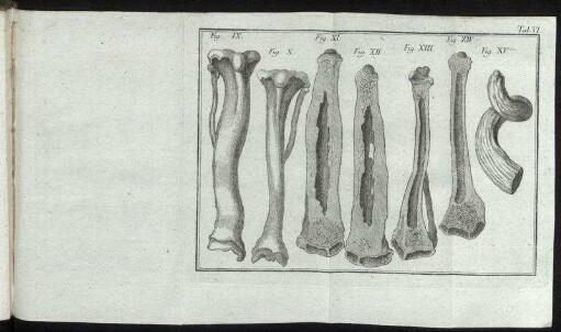 (Kupferst.) Tab. VI : Fig. IX – Fig. XV