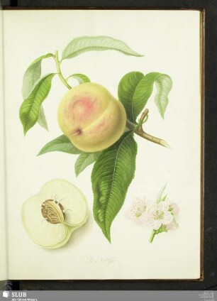 La Noblesse