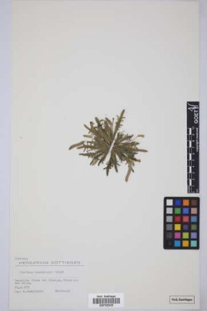 Plantago aschersonii Bolle
