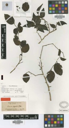 Cansjera zizyphifolia Griff. [isotype]