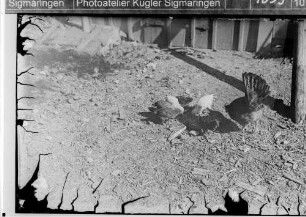 Hühner