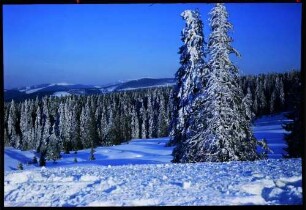 Schauinsland: verschneite Tannen und Wälder mit Blick zum Feldberg, von der Halde