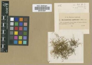 Macromitrium capillicaule Müll.Hal. ex Broth. [type]