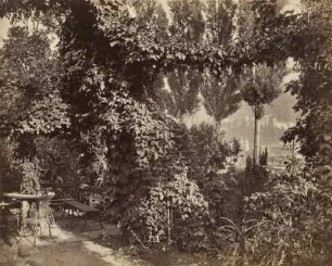 Bewachsener Garten mit Durchblick auf das Heidelberger Schloss