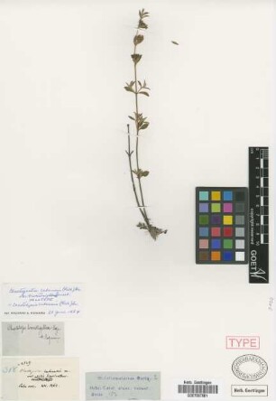 Chaetogastra cubensis (A.Rich.) Griseb. var. brevistrigillosa Griseb.