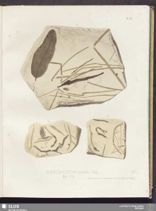 Pl. XVI