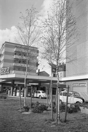 Auswirkungen der Hitze- und Trockenperiode des Sommers 1971 auf die Bäume im Stadtgebiet