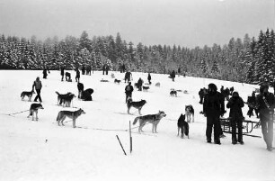 Todtmoos: Internationale Meisterschaften im Hundeschlittenrennen; Schneefeld am Startplatz mit Hunden