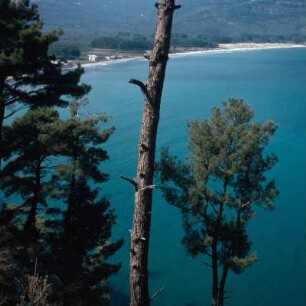 Thasos. Die Bucht von Skala Potamiós