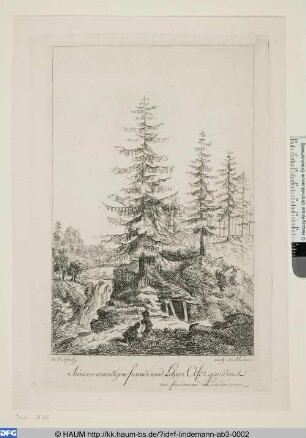 Waldlichtung mit Unterschlupf