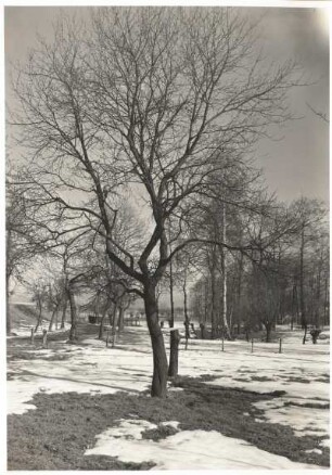 Pflaume oder Kultur-Pflaume (Prunus domestica). Unbelaubt