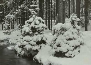 Dresdner Heide. An der Prießnitz im Winter