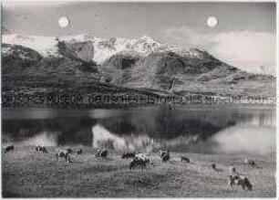 Mont Canis