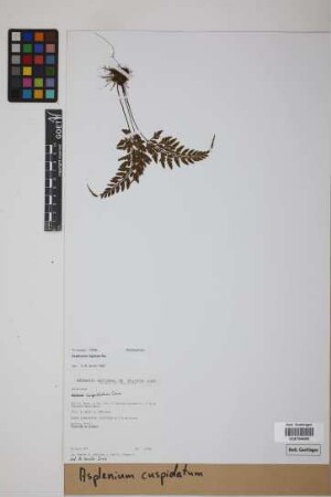 Asplenium cuspidatum Lam.