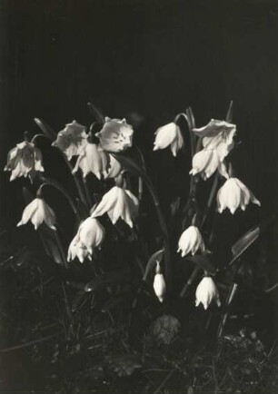 Frühlings-Knotenblume (Leucojum vernum), auch Märzenbecher, Märzbecher, Märzglöckchen oder Großes Schneeglöckchen