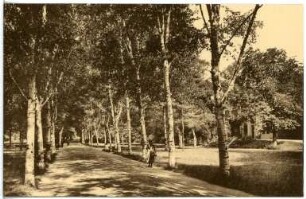 Bad Sulza. Birkenallee im Kurpark