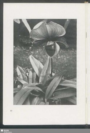 Cypripedium insigne